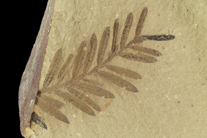 Metasequoia (Dawn Redwood) Fossils - Montana #102306